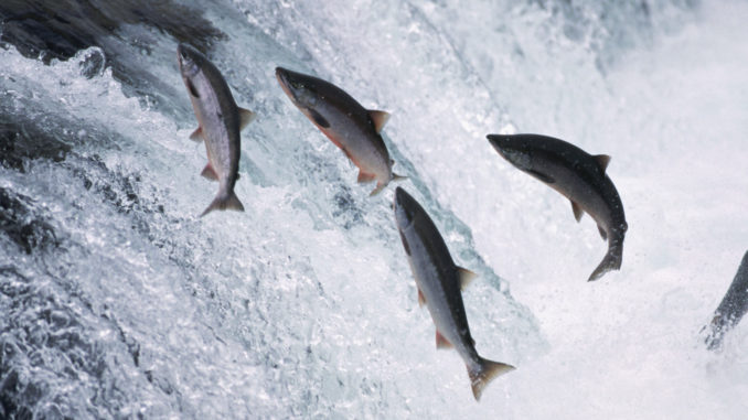 alaska-salmon-jumping
