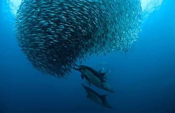 La palla di sardine