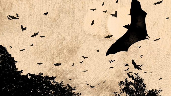 Pipistrelli