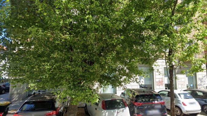 DALL·E 2023-06-27 18.54.23 - A green tree rich of leaves 3